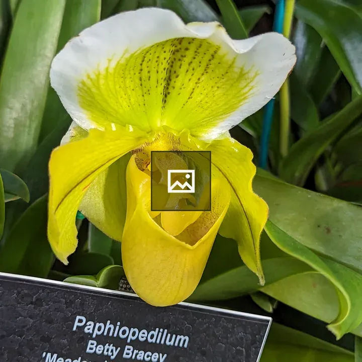 Yellow orchid closeup