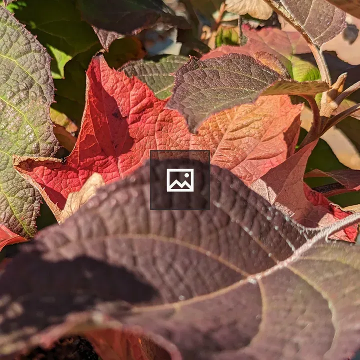Leaves on a pile