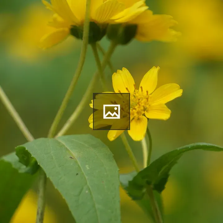 A vibrant yellow flower