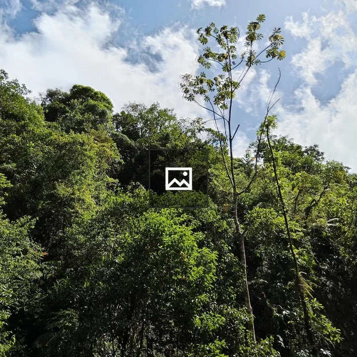 Jungle canopy in Braulio Carrillo National Park