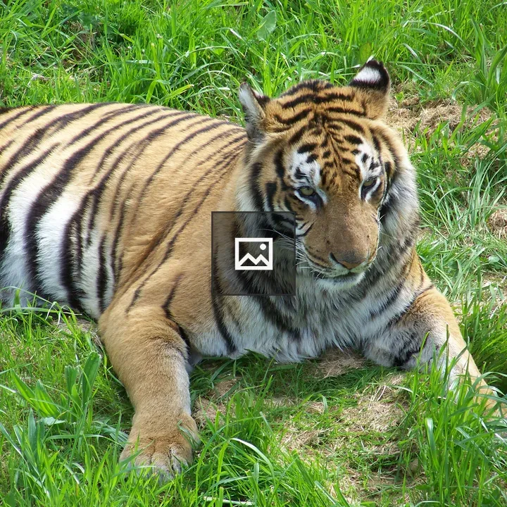 Bengal tiger resting on grass