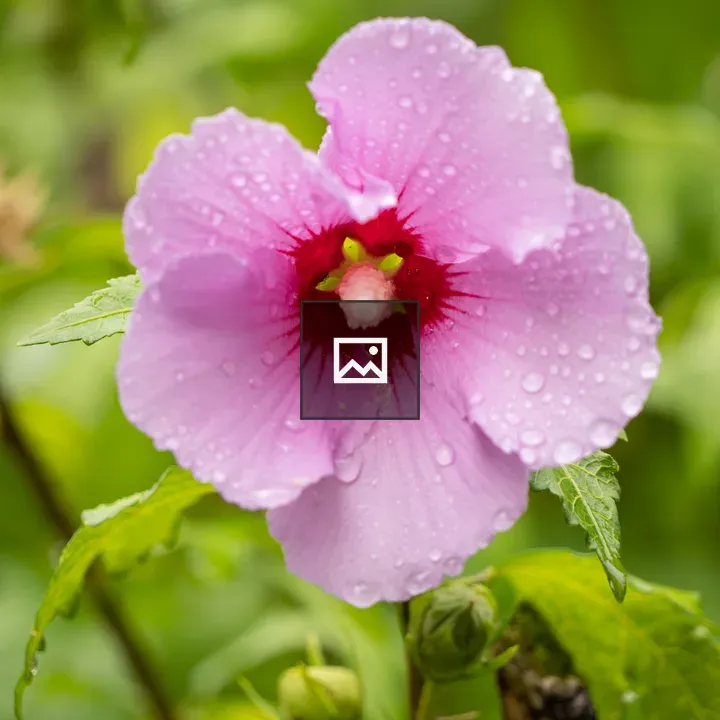 Pink flower with raindrops and ant