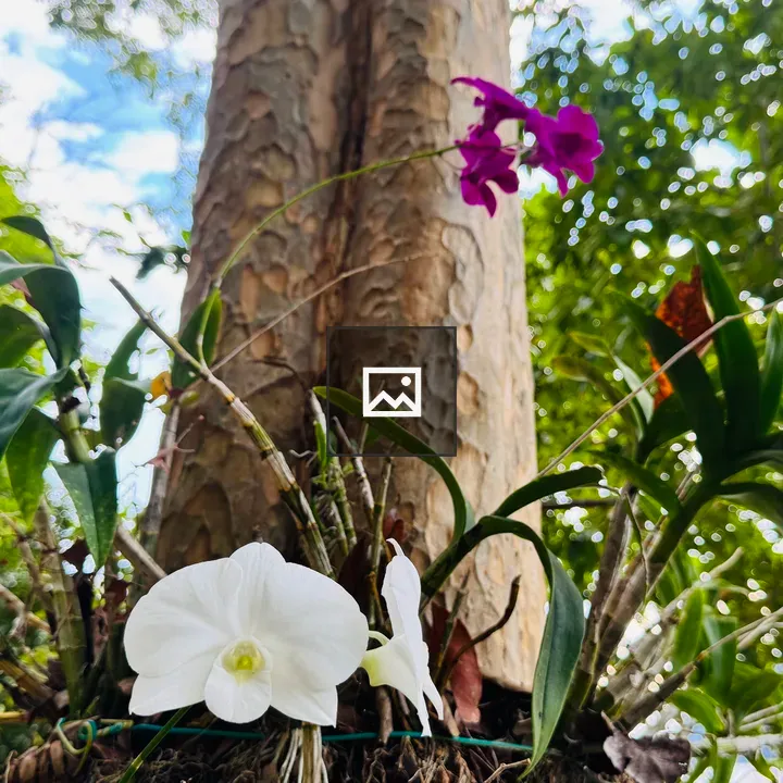 Orchid on Tree Trunk