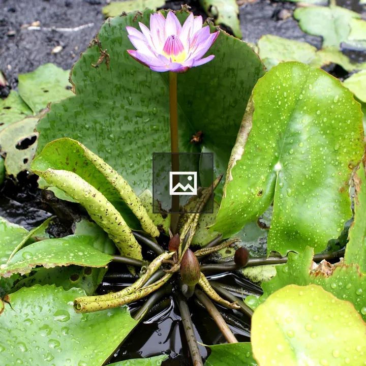 Purple water lily with lily pads