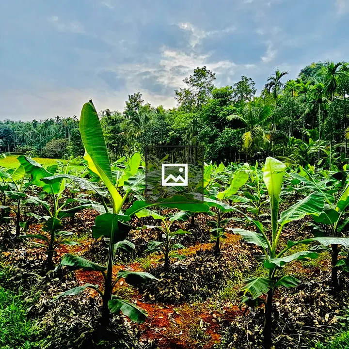 Banana Fields Morning View