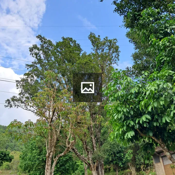 Trees Amid Green Foliage
