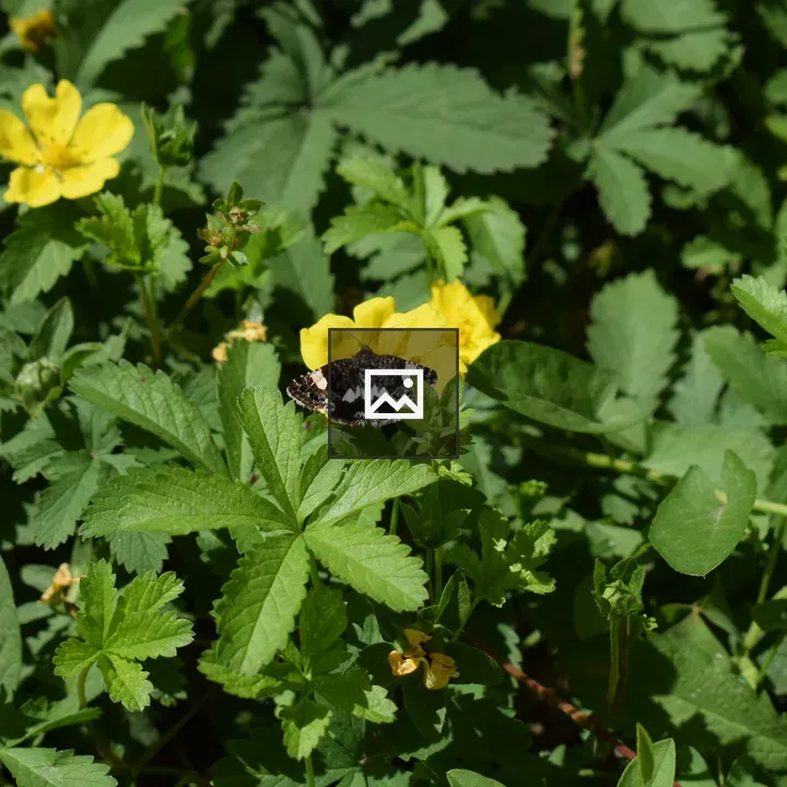 Moth on yellow flower