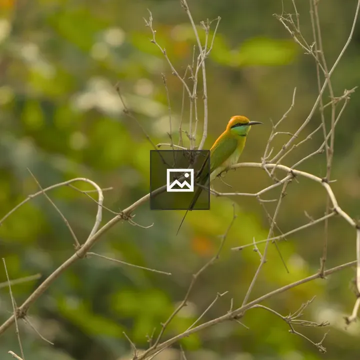 Bee eater on branch