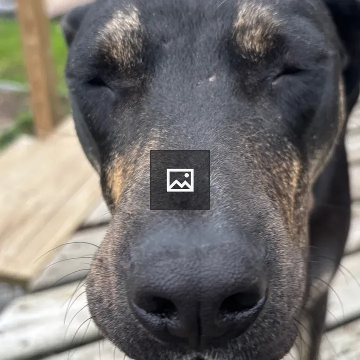 Dog face with eyes closed
