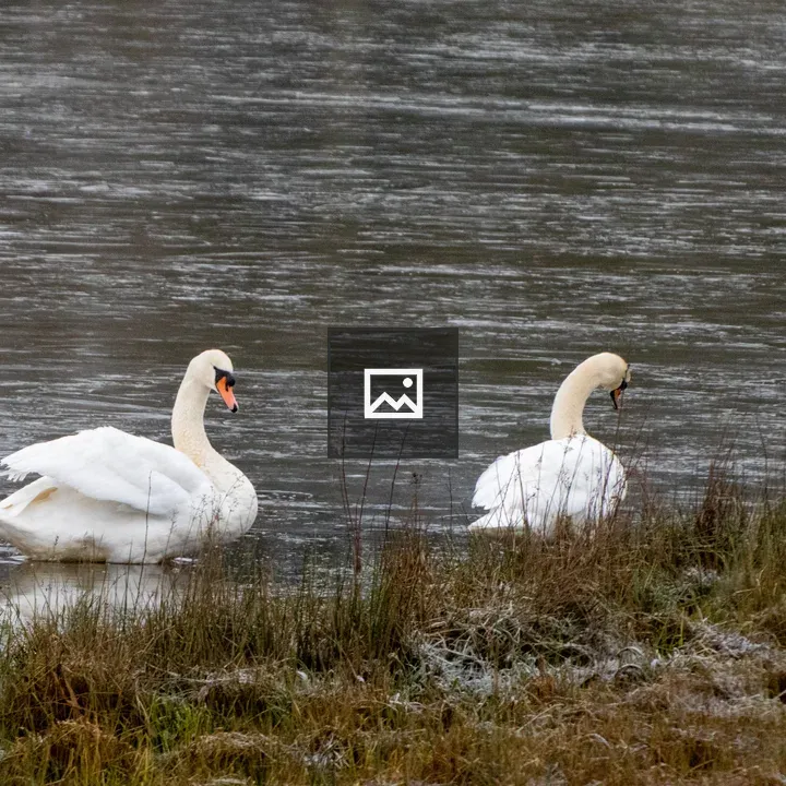 Two swans by the water's edge