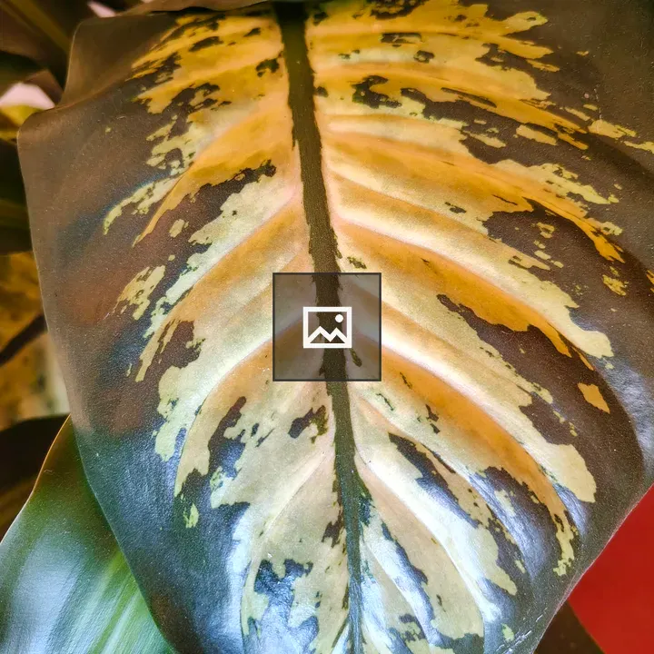 Glossy tropical leaf