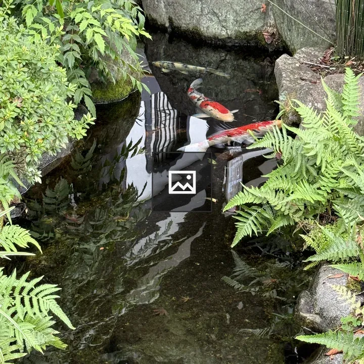 Koi Fish in Garden Pond