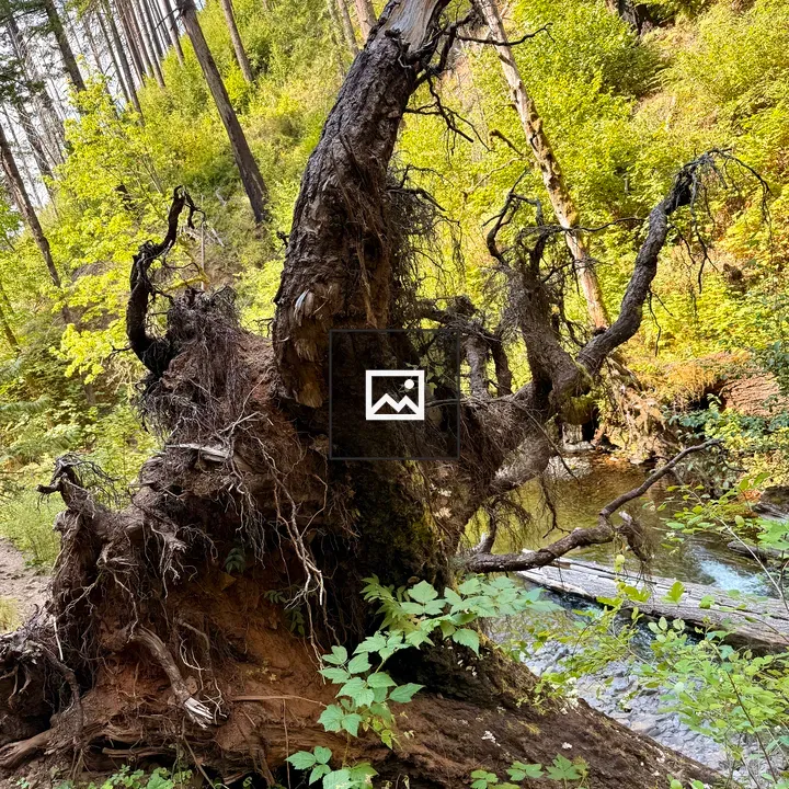 Uprooted tree on forest trail