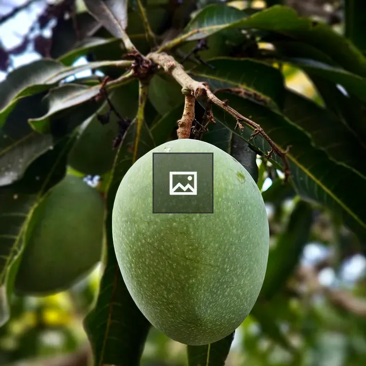 Green Mango on Branch