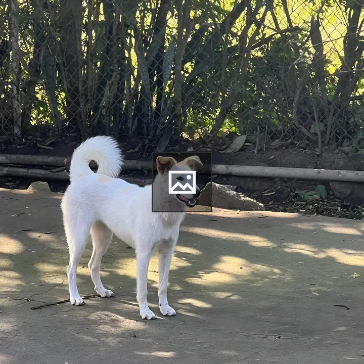 White dog in Outdoor Area