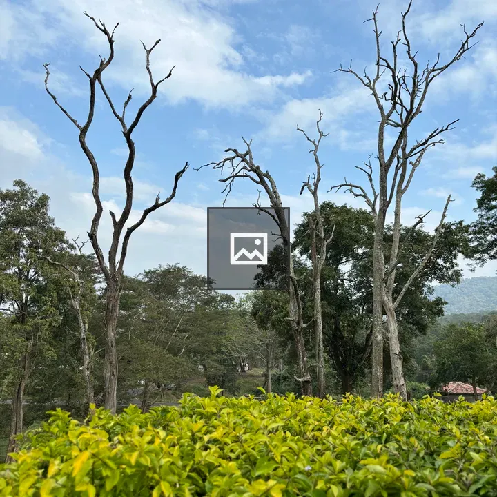 Leafless Trees Amid Green Canopy