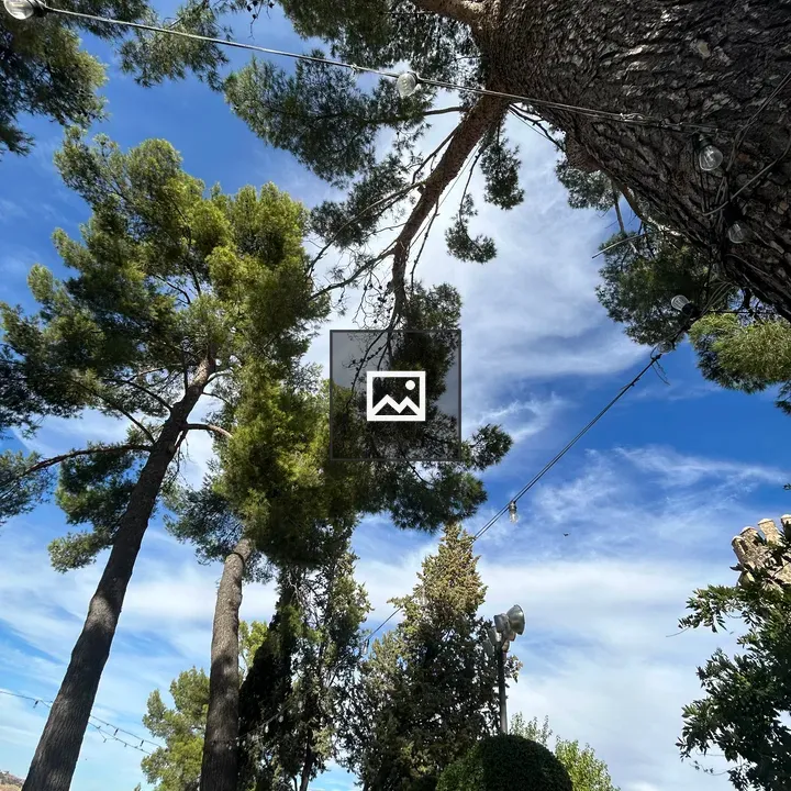 Tall pine trees with string lights
