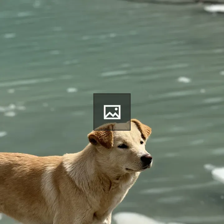 Dog by Water