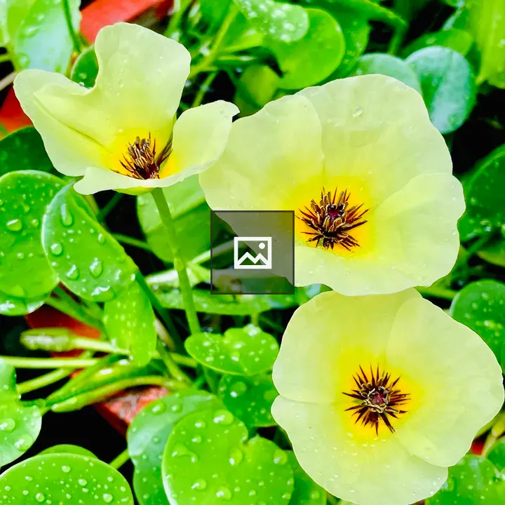 Water poppy flowers