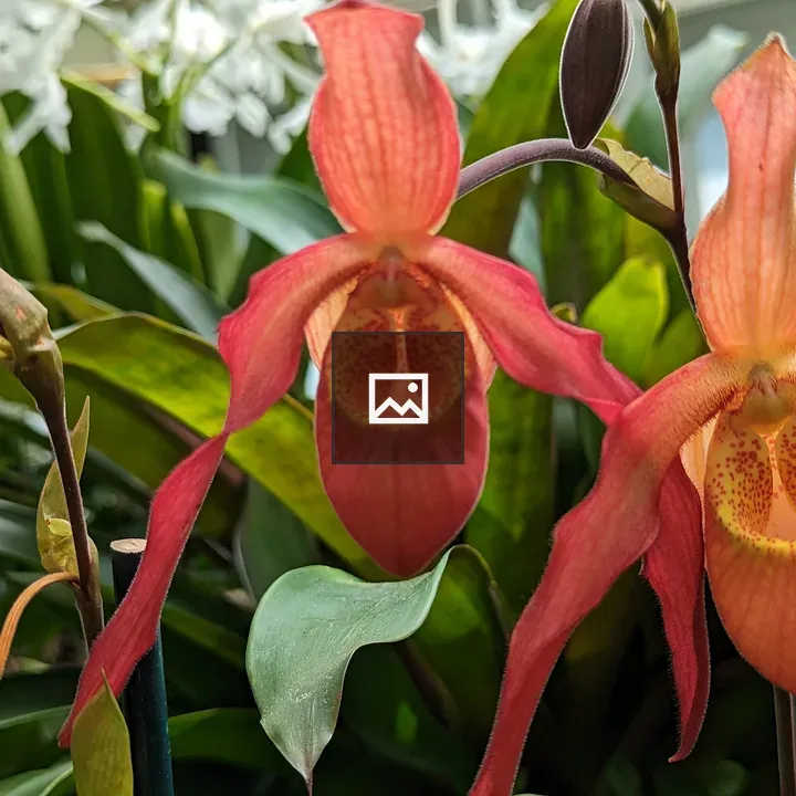 Yellow and orange orchids