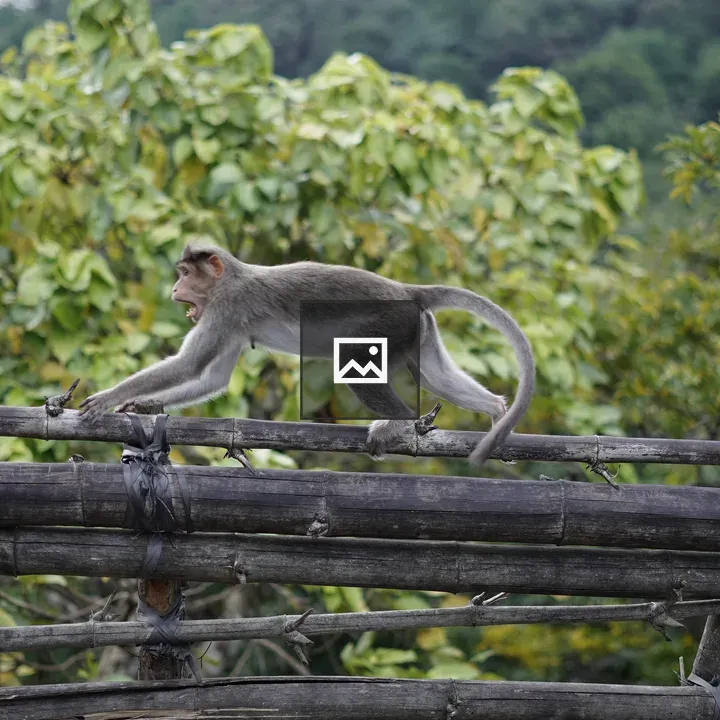 Monkey running