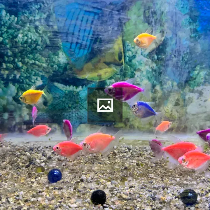 Colorful fish in aquarium