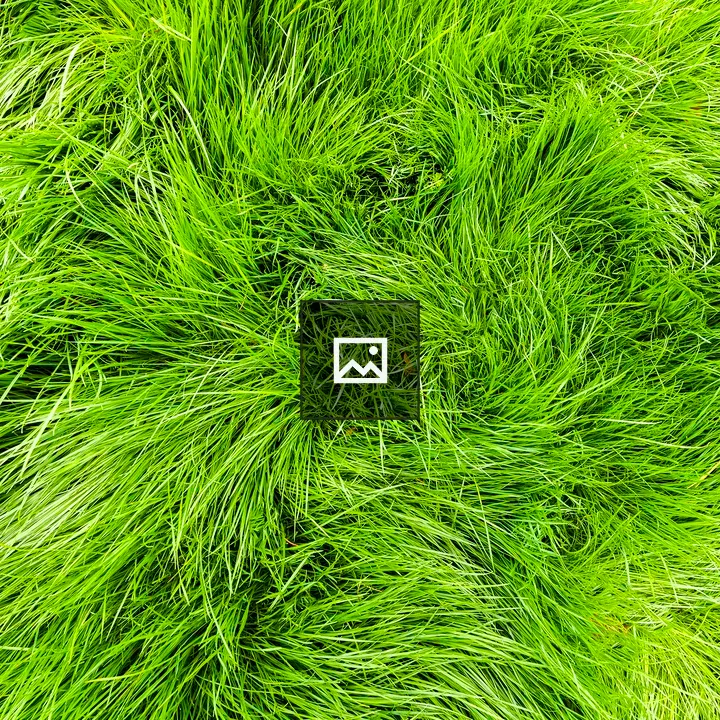 Patch of Green Grass