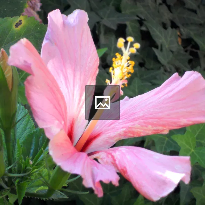 Primavera tulip image