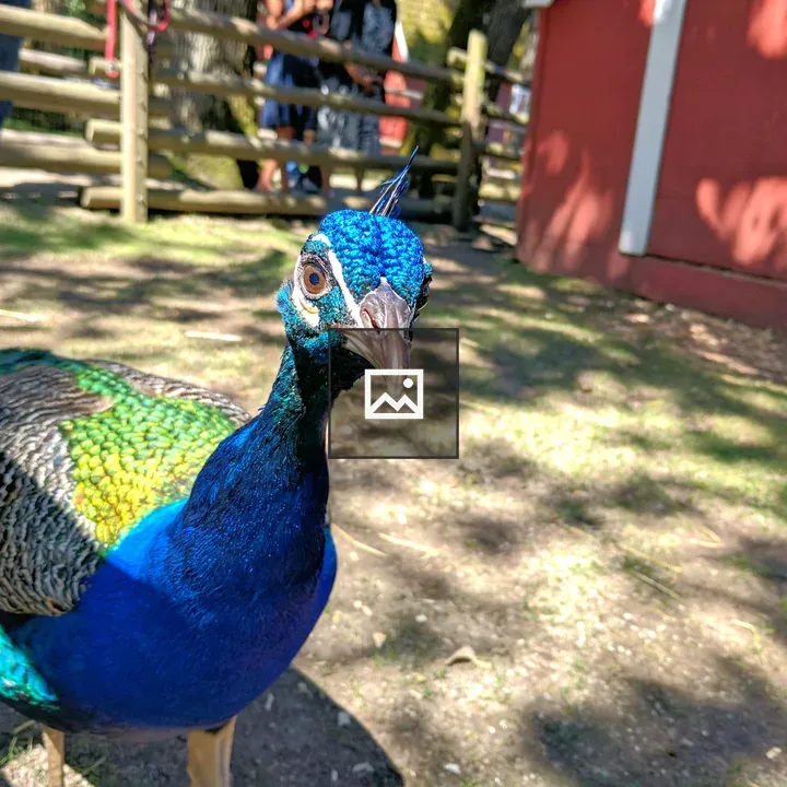 Peacock up close