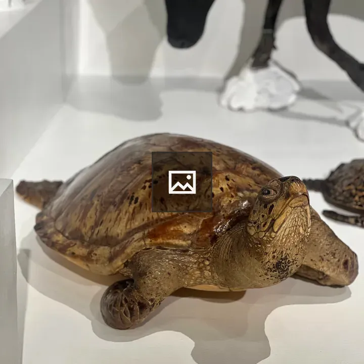 Taxidermied sea turtle on shelf