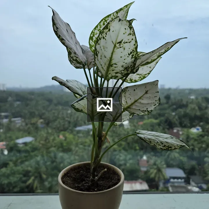Potted plant on windowsill