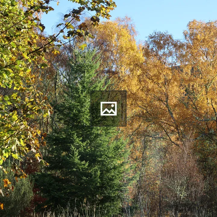 Autumn Trees in Strathgarve