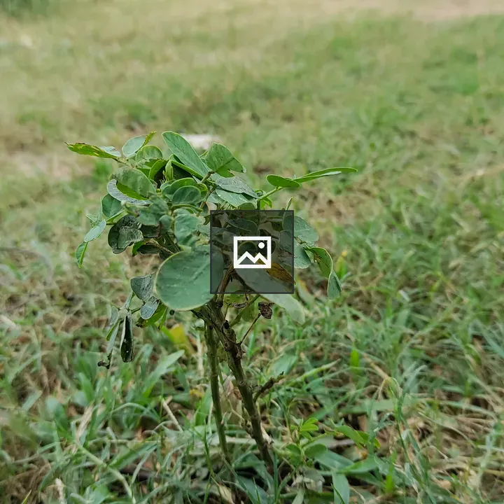 Small plant sprouting in grass