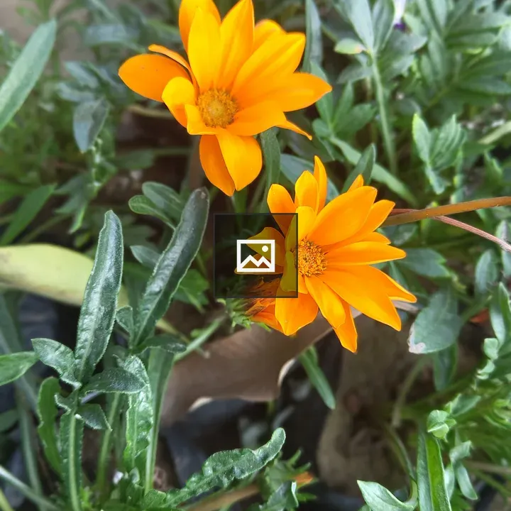 Orange Flower in Garden
