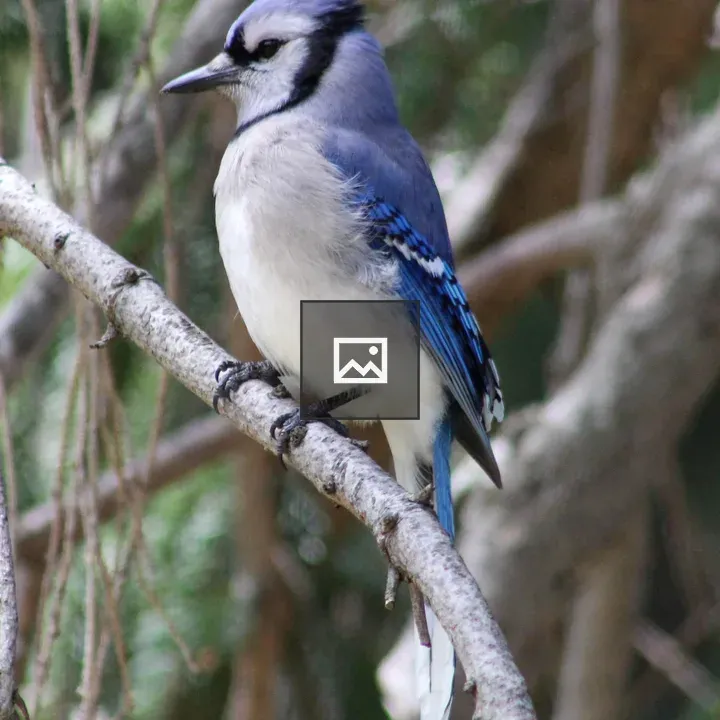 Blue Jay in pine tree