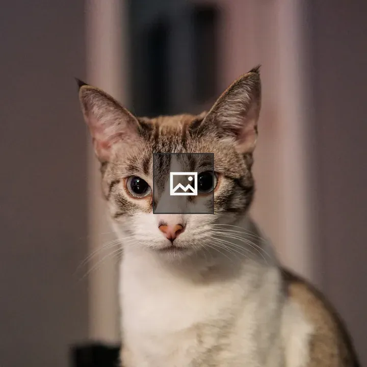Cat close-up with curious eyes