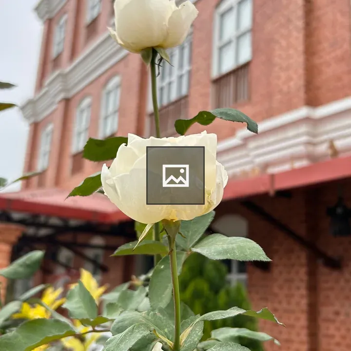 White roses close-up