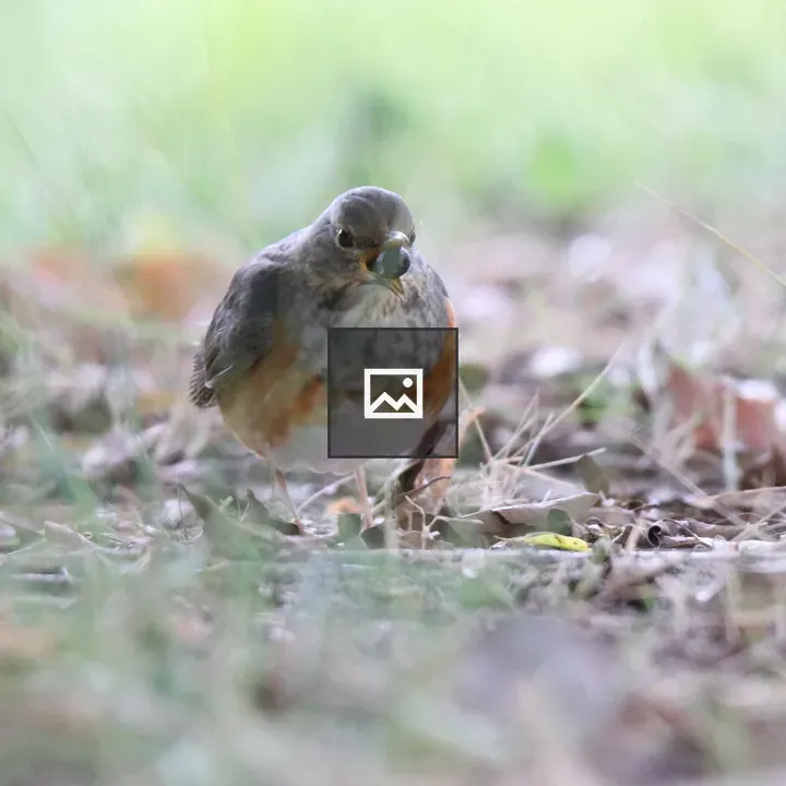 Naumann's Thrush with Berry
