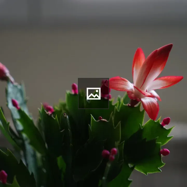 Christmas cactus close-up