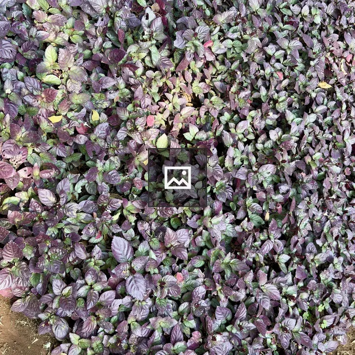 Groundcover of Purple-Green Leaves