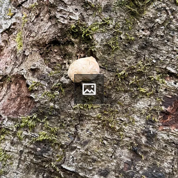 Mushroom on Mossy Tree Bark