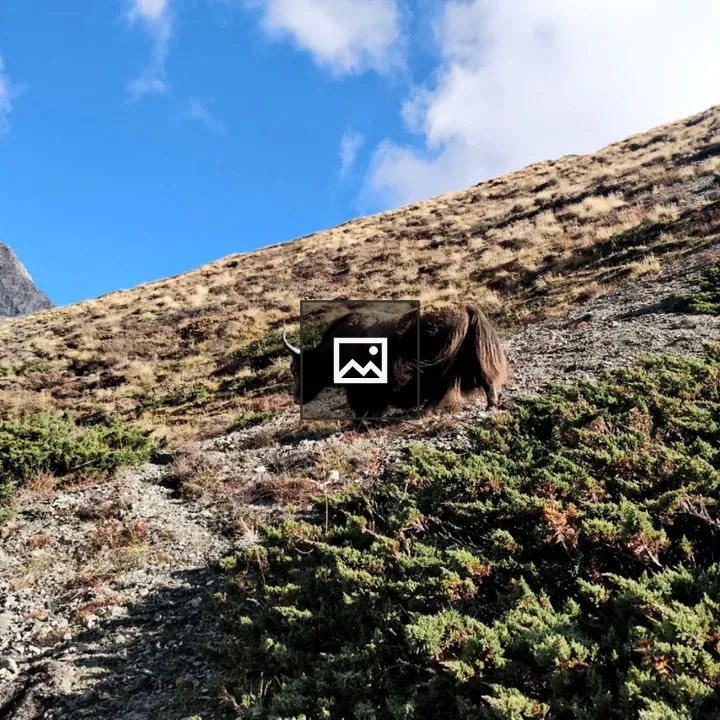 Himalayan yak in landscape