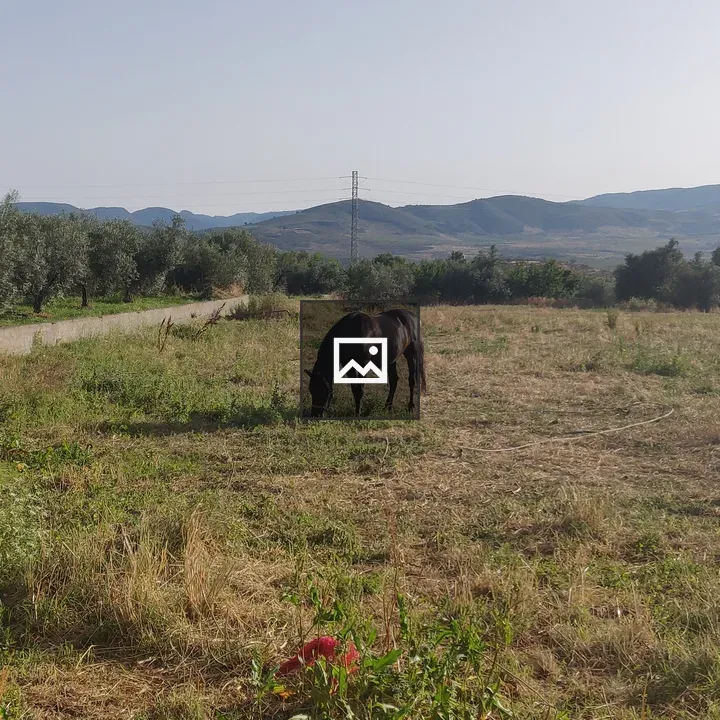 Horse in a Meadow