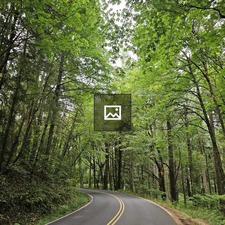 Winding Forest Road in Portland
