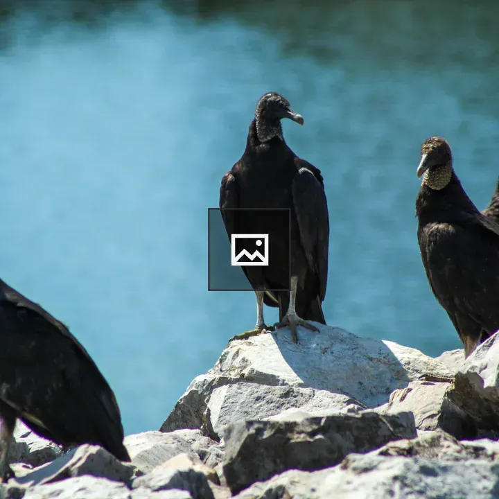 Black vultures on the Tennessee River