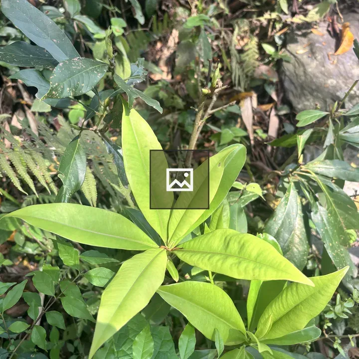 Green Plant Leaves