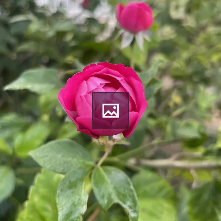 Partially Open Pink Rosebud