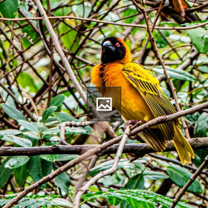 Yellow-headed Weaver on Branch