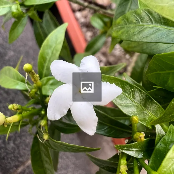 Small white flower with leaf