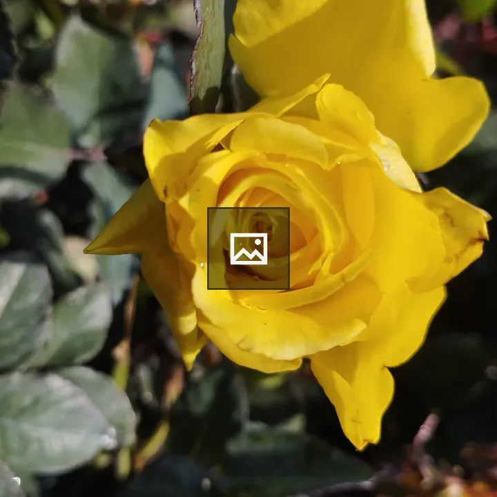 Yellow rose blossom